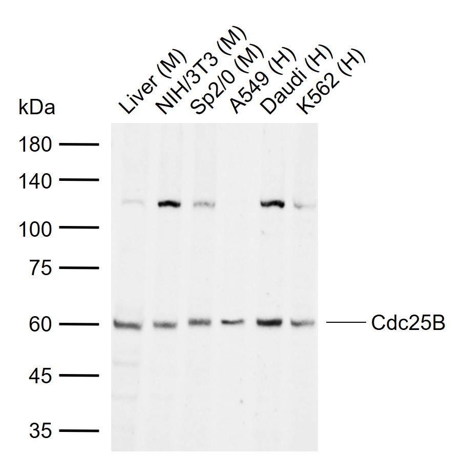 Cdc25B Rabbit pAb(bs-4094R)-50