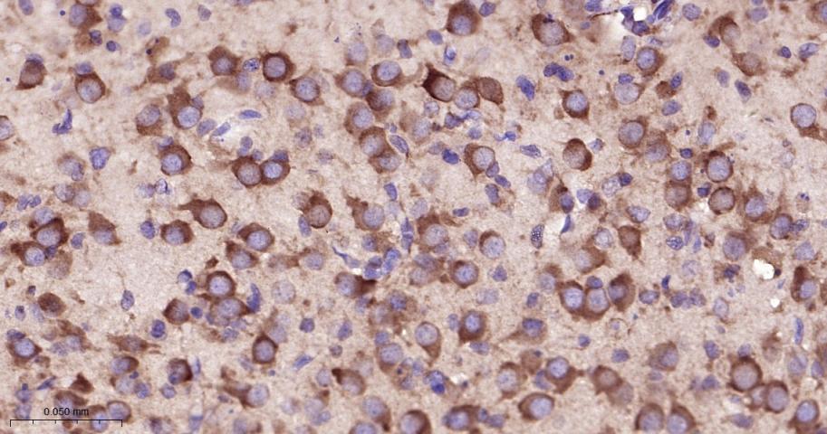 EIF2S1 Recombinant Rabbit mAb(