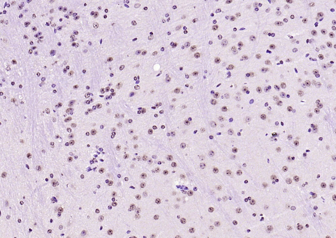 SOX9 Rabbit pAb(bs-4177R)-50ul