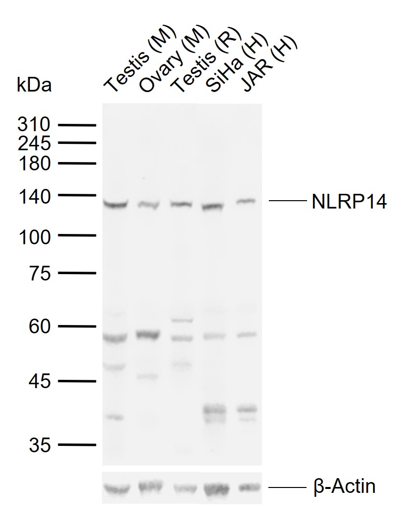 NLRP14 Rabbit pAb(bs-19286R)-5