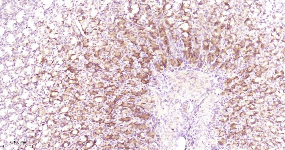 AGR2 Recombinant Rabbit mAb(bs