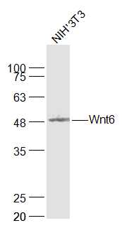 Wnt6 Rabbit pAb(bs-6135R)-50ul