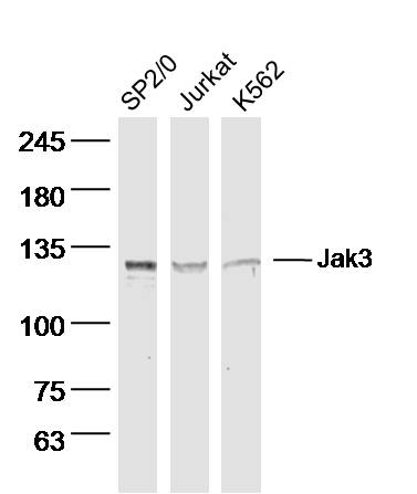 Jak3 Rabbit pAb(bs-2808R)-50ul