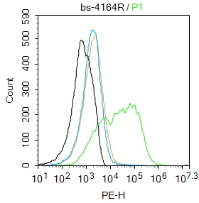 CT054 Rabbit pAb(bs-4164R)-50u
