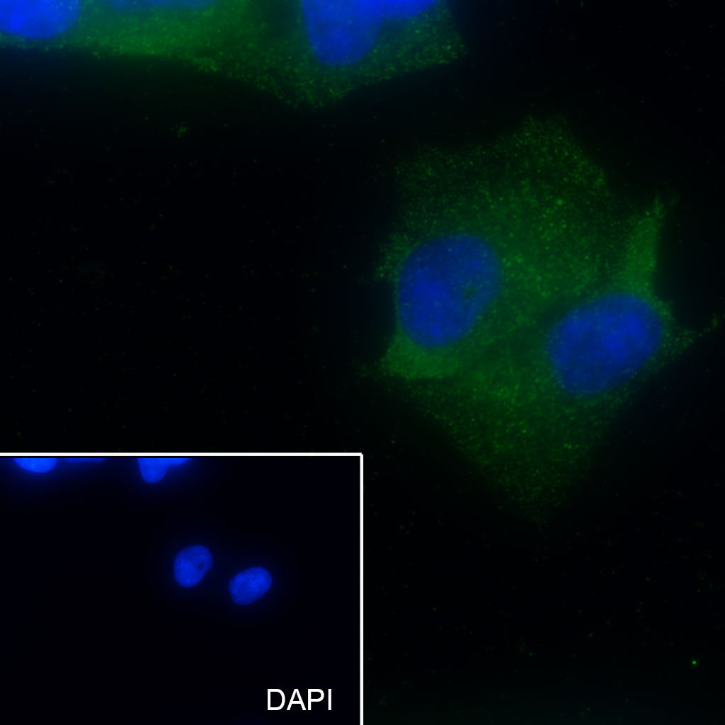 Siglec-9 Recombinant Mouse mAb
