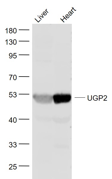 UGP2 Rabbit pAb(bs-4043R)-50ul