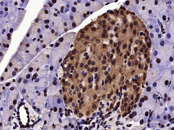 phospho-cdc25C (Thr48) Rabbit 