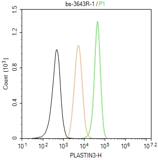 PLASTIN3 Rabbit pAb(bs-3643R)-