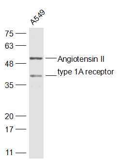 Angiotensin II type 1A recepto