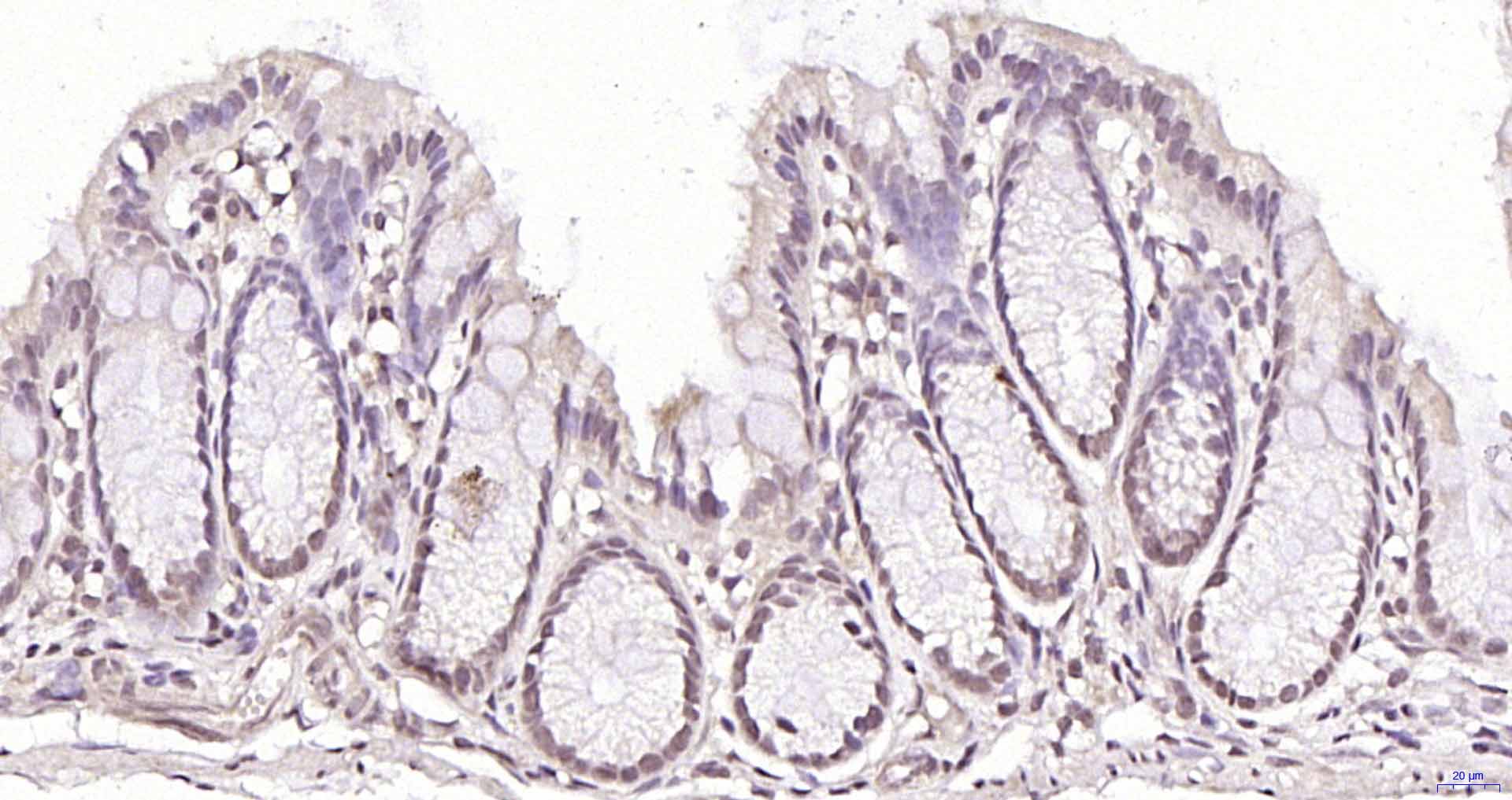 Exonuclease 1 Rabbit pAb(bs-13
