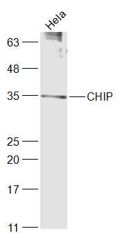 STUB1 Rabbit pAb(bs-15405R)-50