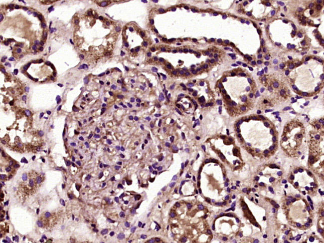 STOX1 Rabbit pAb(bs-12805R)-50