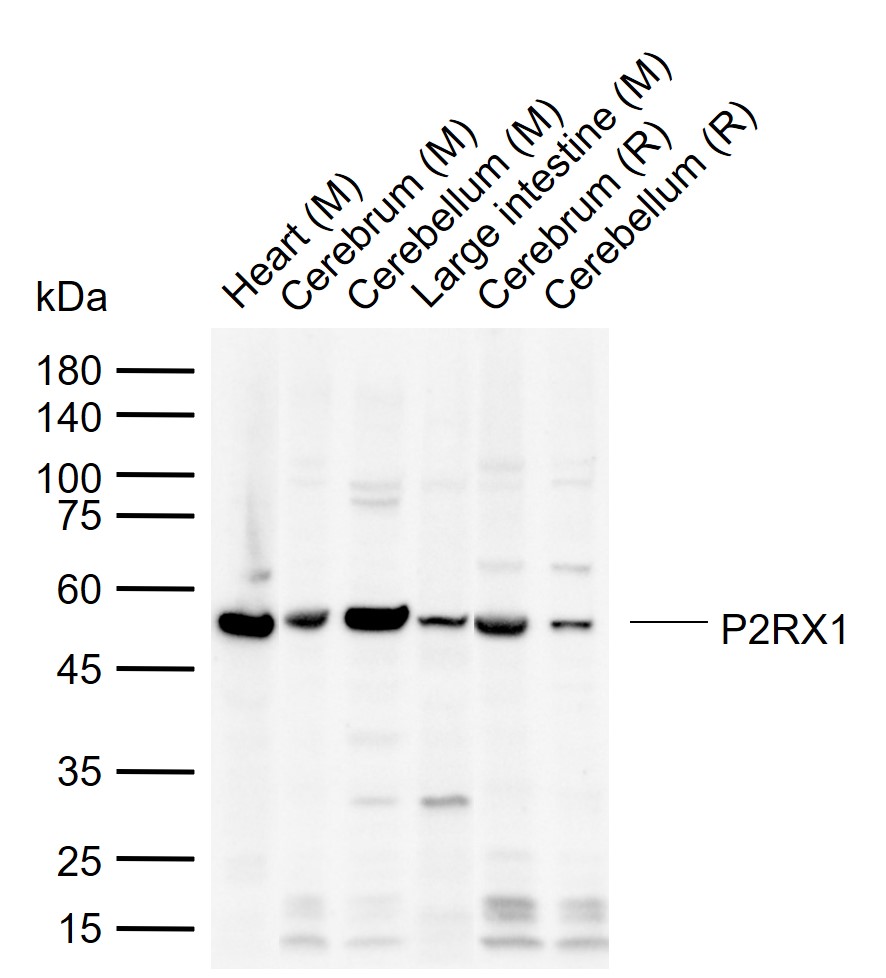 P2RX1 Rabbit pAb(bs-12107R)-50