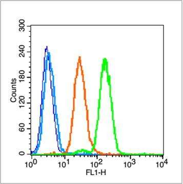 phospho-14-3-3 protein zeta (S