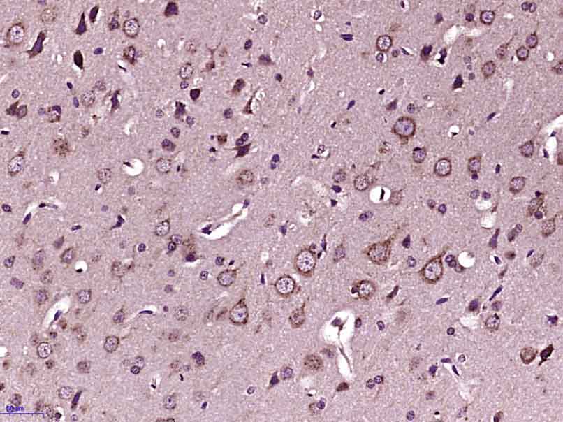 Tubb3 Rabbit pAb(bs-2670R)-50u