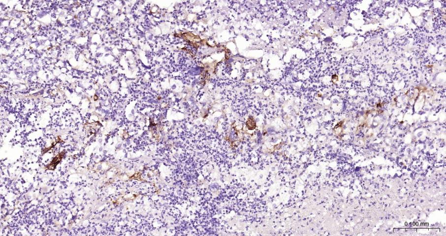 ICAM1 Rabbit pAb(bs-0608R)-50u