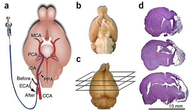 线栓法制备脑缺血大鼠模型