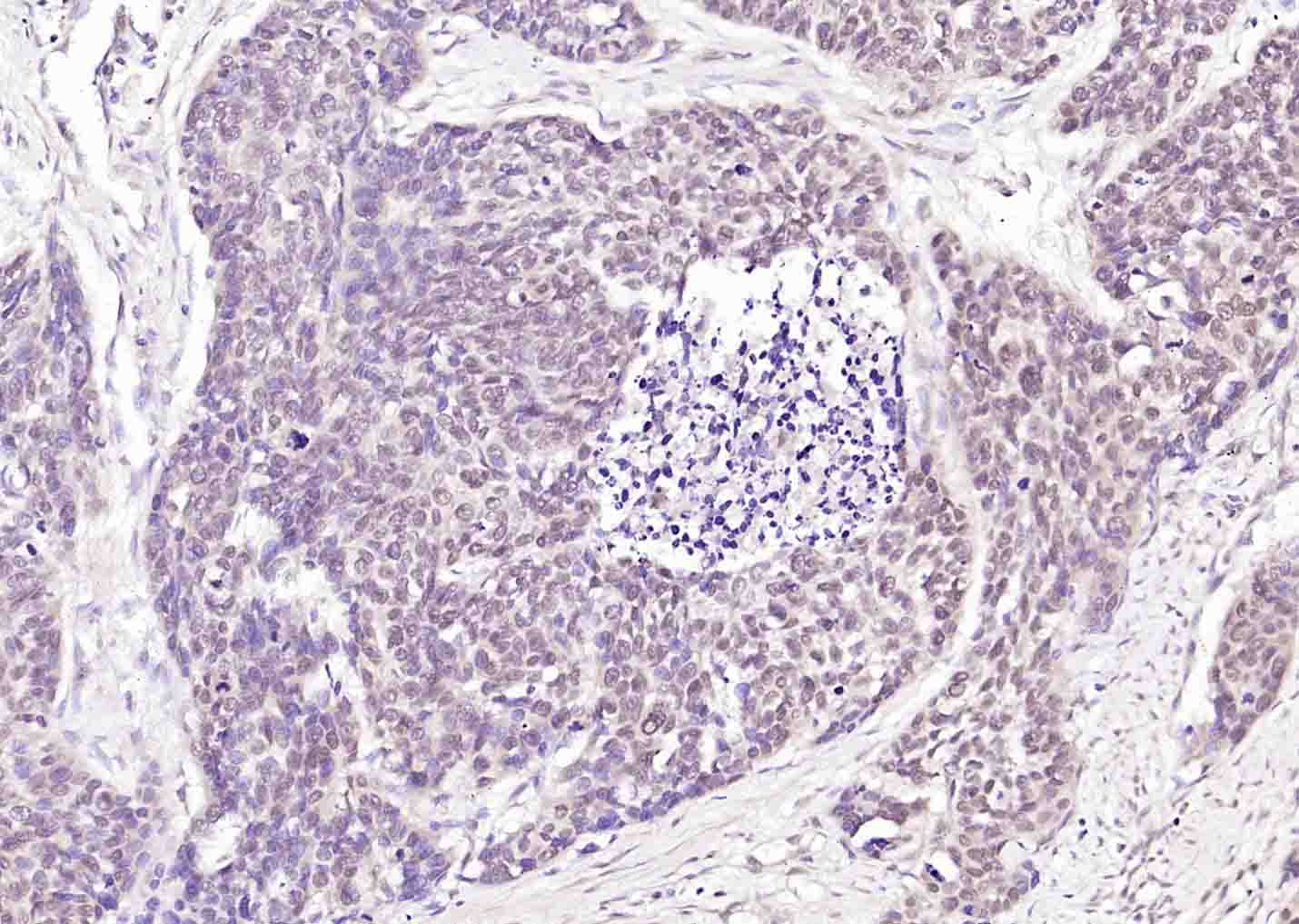 LKB1 Rabbit pAb(bs-3948R)-50ul