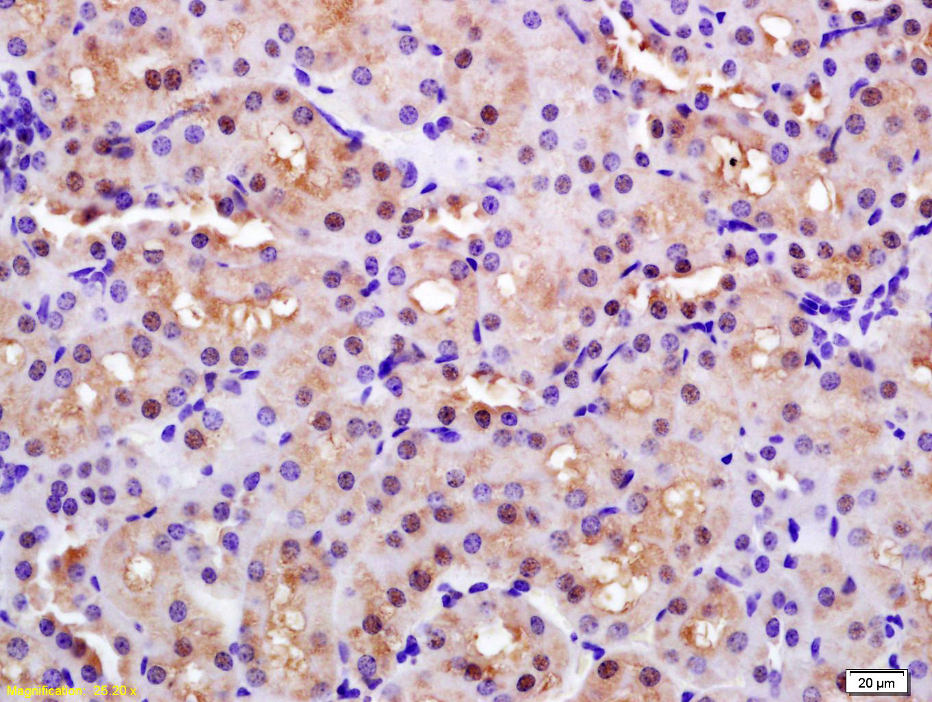 PARK7/DJ1 Rabbit pAb(bs-1306R)