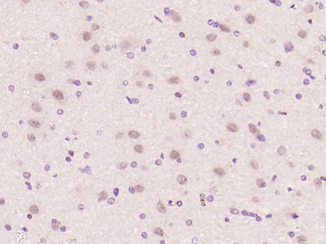 SOX2 Rabbit pAb(bs-0523R)-50ul