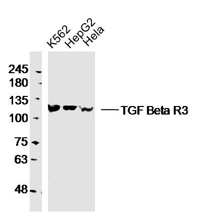 TGF beta Receptor III Rabbit p
