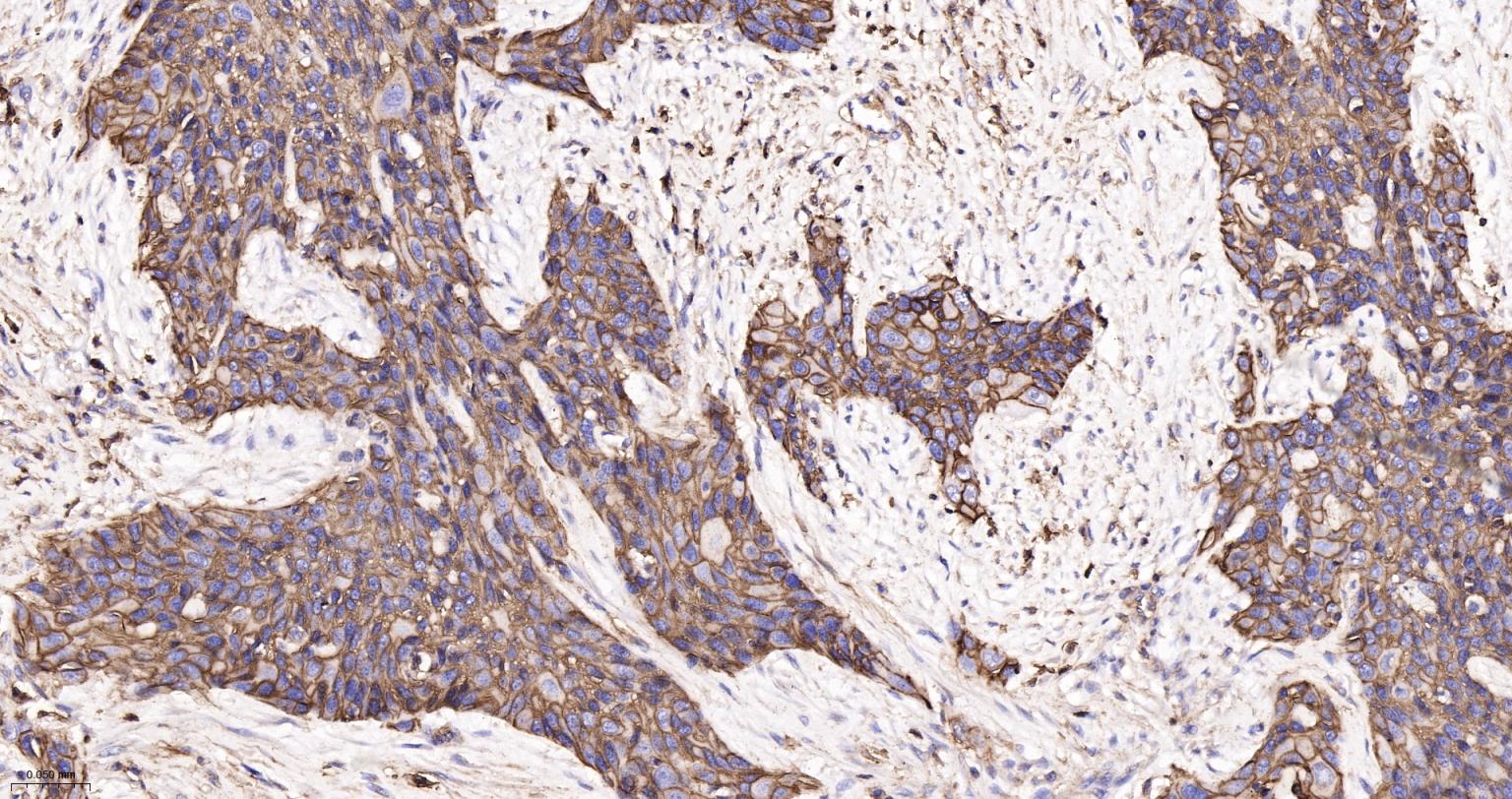 CD44 Recombinant Rabbit mAb(bs