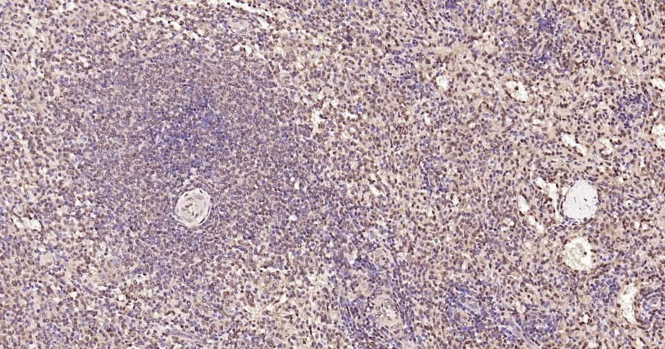 GAPDH Rabbit pAb, Loading Cont