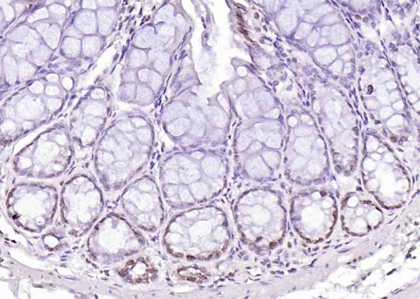 Histone H4 (Acetyl K12) Rabbit