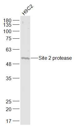 Site 2 protease Rabbit pAb(bs-