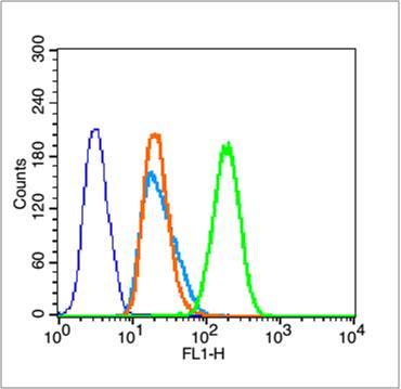 phospho-Beta catenin (Ser33 + 