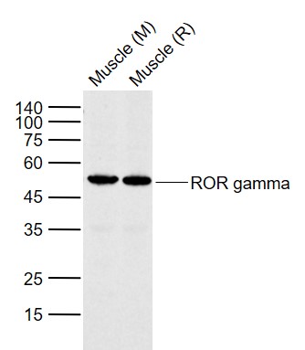 RORC Rabbit pAb(bs-3863R)-50ul