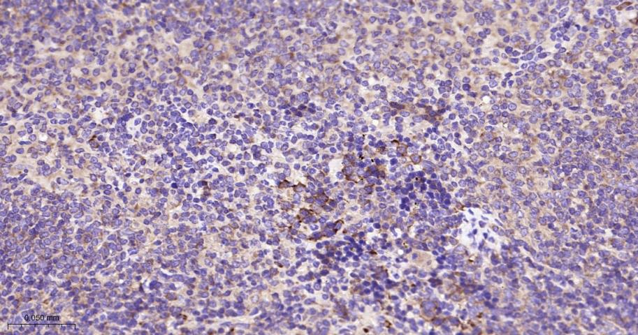 EIF2S1 Recombinant Rabbit mAb(