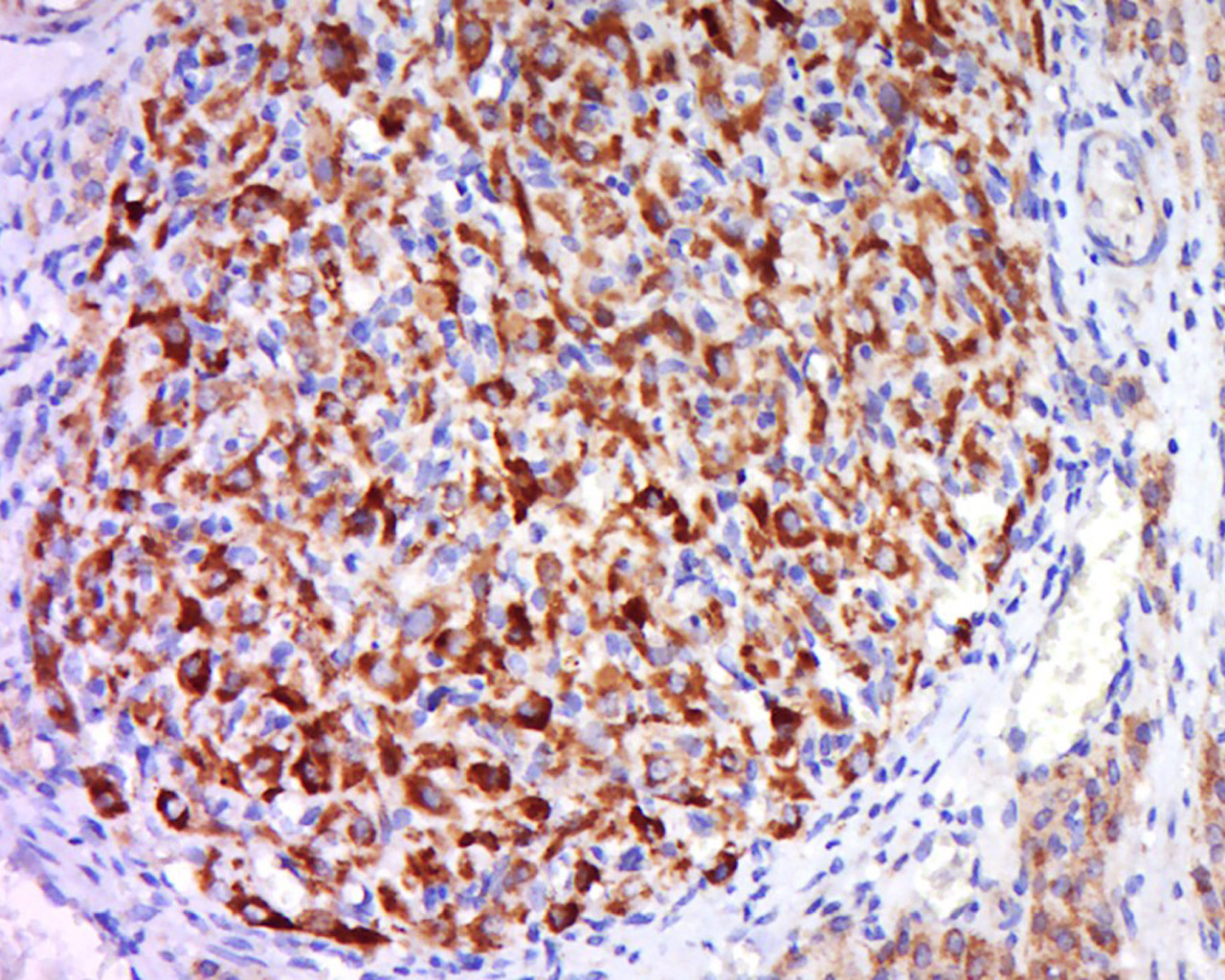 CDC42 Rabbit pAb(bs-3555R)-50u