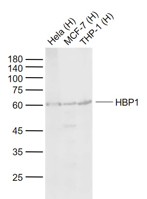 HBP1 Rabbit pAb(bs-15418R)-50u
