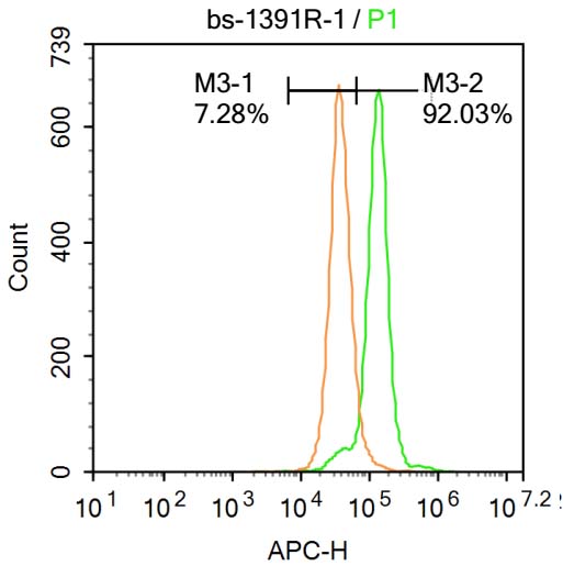 CHEK2 Rabbit pAb(bs-1391R)-50u