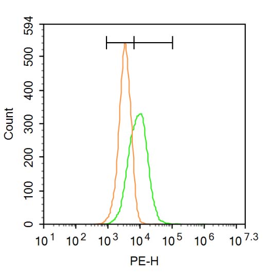 NR2D Rabbit pAb(bs-1072R)-50ul
