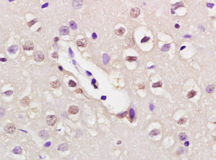 NUP50 Rabbit pAb(bs-7665R)-50u