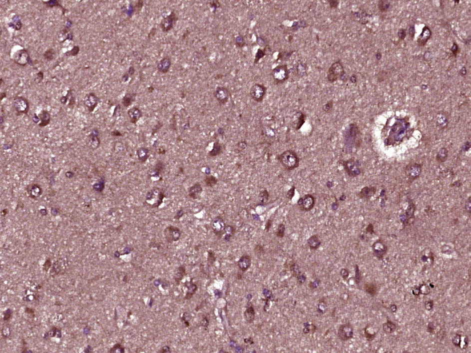 Peroxiredoxin 3 Rabbit pAb(bs-