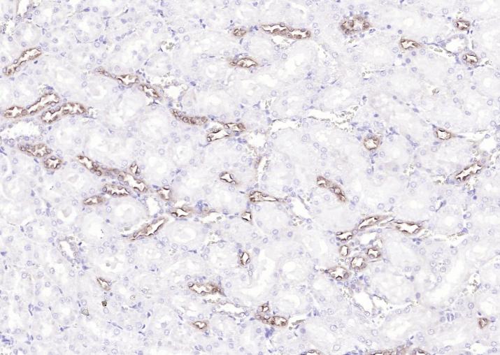 UMOD Rabbit pAb(bs-2189R)-50ul