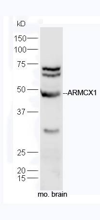 ARMCX1 Rabbit pAb(bs-5988R)-50