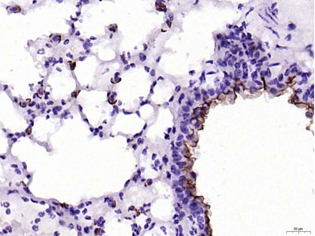 MUC1 Rabbit pAb(bs-1497R)-50ul