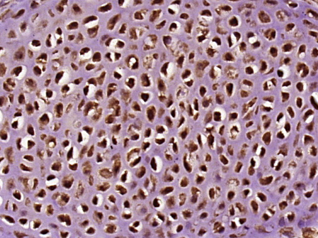 INT11/CPSF3L Rabbit pAb(bs-166