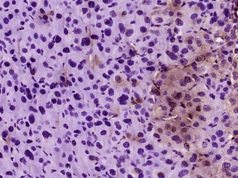 Histone H1oo Rabbit pAb(bs-103