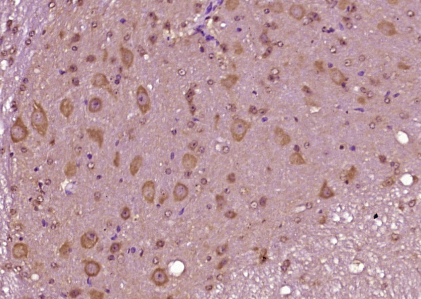 CCK8 Rabbit pAb(bs-0764R)-50ul