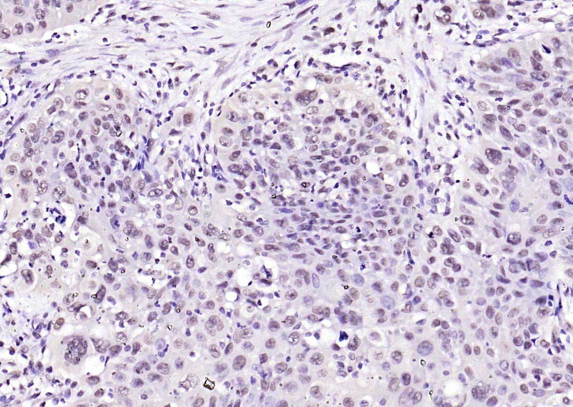 SOX9 Rabbit pAb(bs-4177R)-50ul