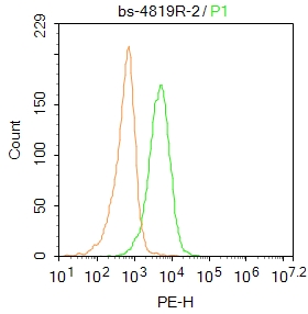 CD45 Rabbit pAb(bs-4819R)-50ul