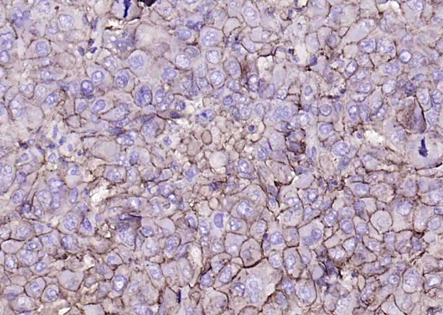 MHC class I Recombinant Rabbit