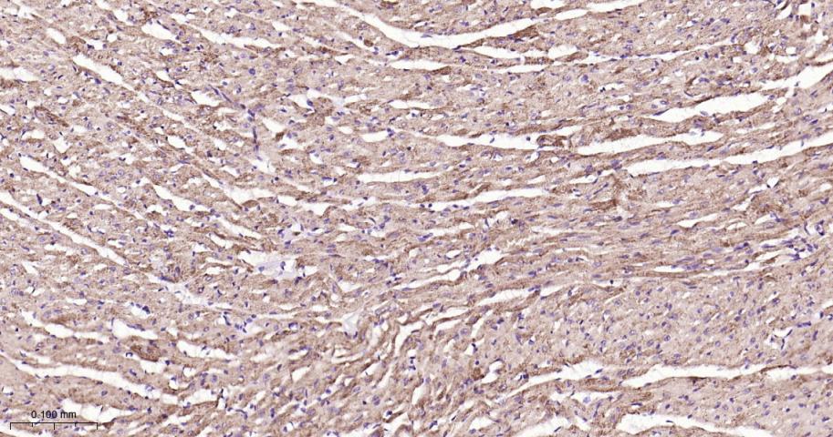 SIRT3 Rabbit pAb(bs-6105R)-50u