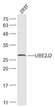 UBE2J2 Rabbit pAb(bs-8381R)-50