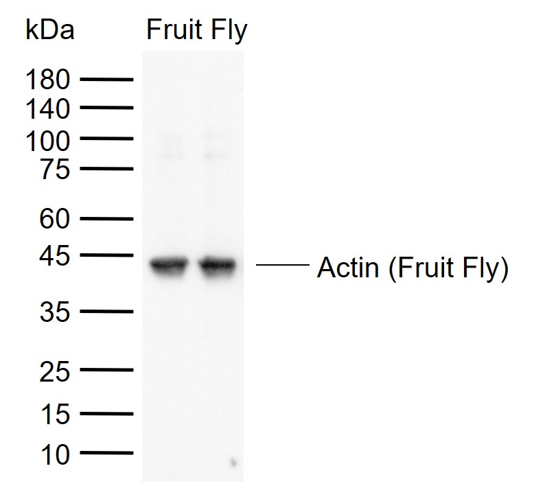 Beta Actin (Fruit Fly) Rabbit 
